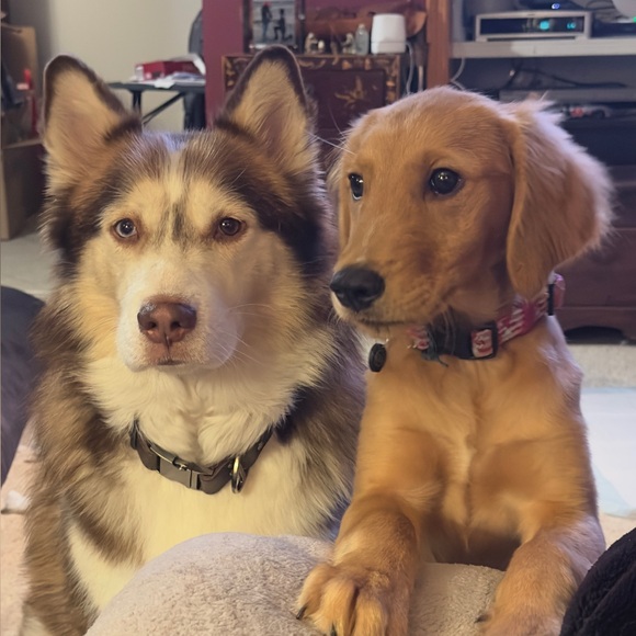 Meet your Posher, Dave - Picture 7 of 10